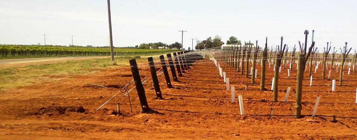 Zara - Robinvale Table Grapes
