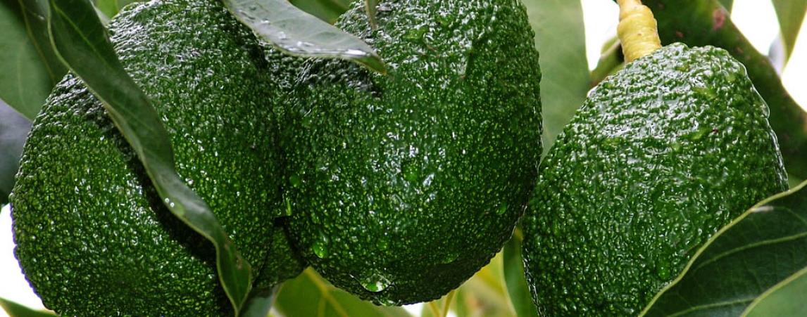 Natale - Robinvale Avocados