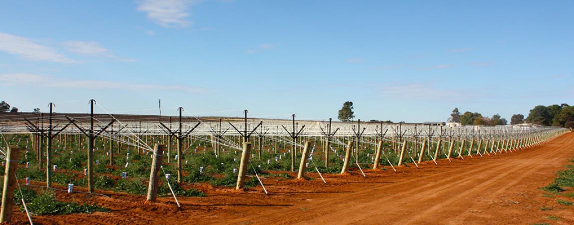 Ludica - Robinvale Table Grapes