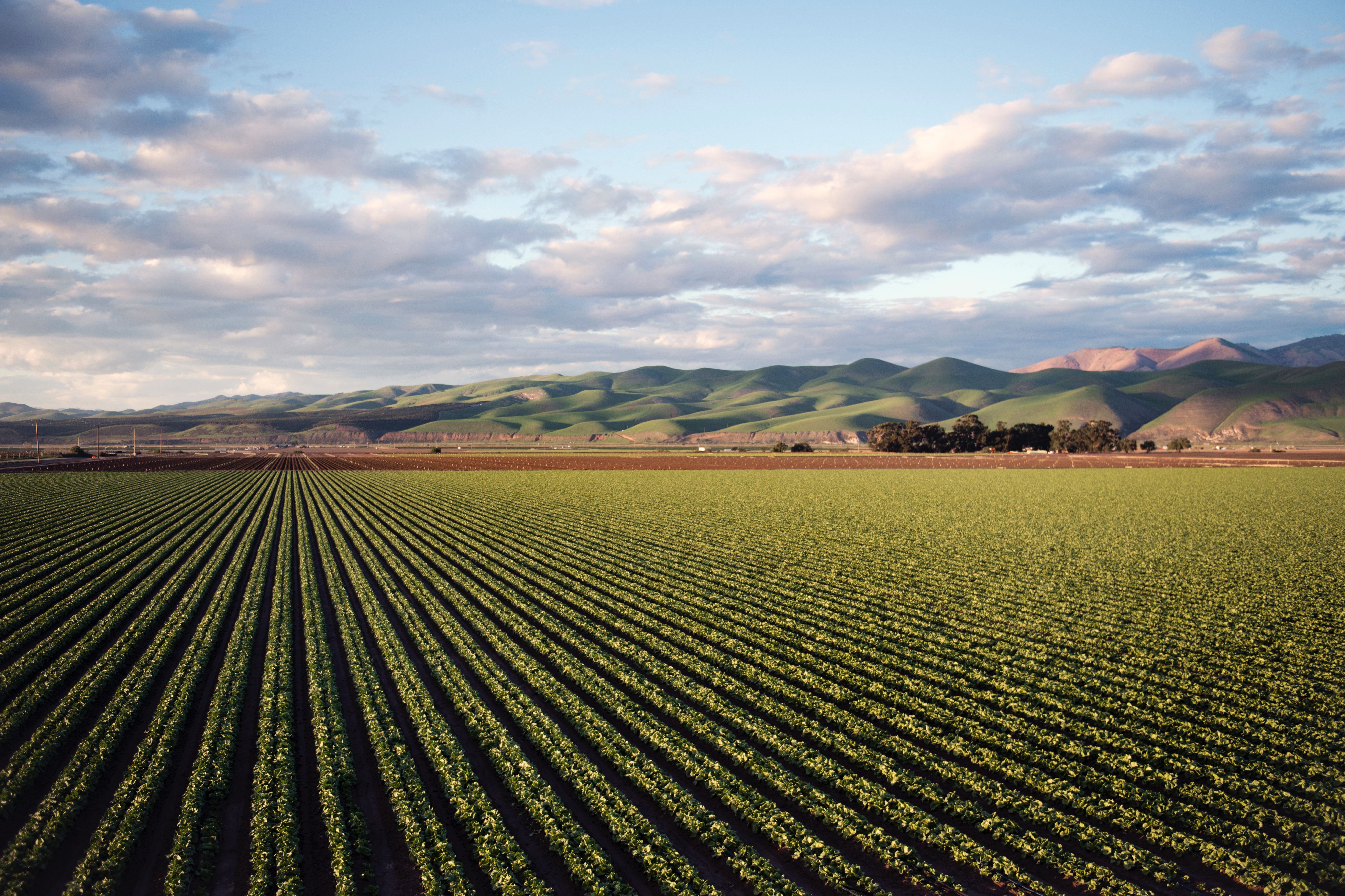Agriculture - field crops