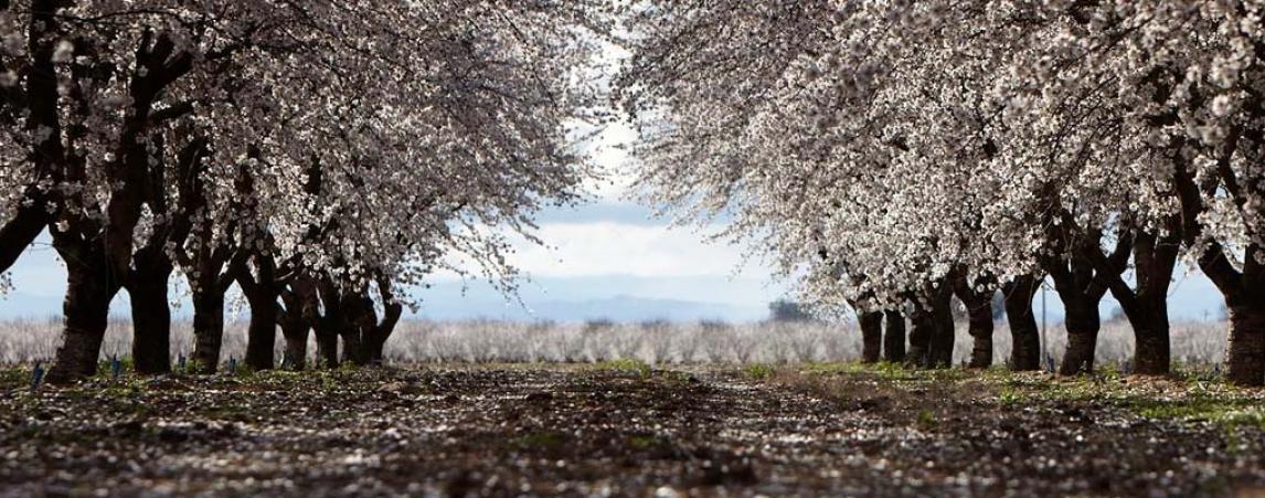 Rombola - Nericon Almonds