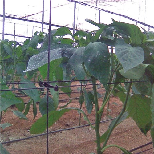 Paskal Pepper Support (6.0/7.5) - Per Box of 9,000